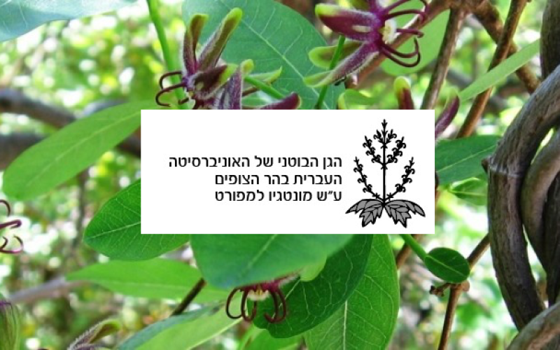 Ботанический сад Еврейского университета на горе Скопус